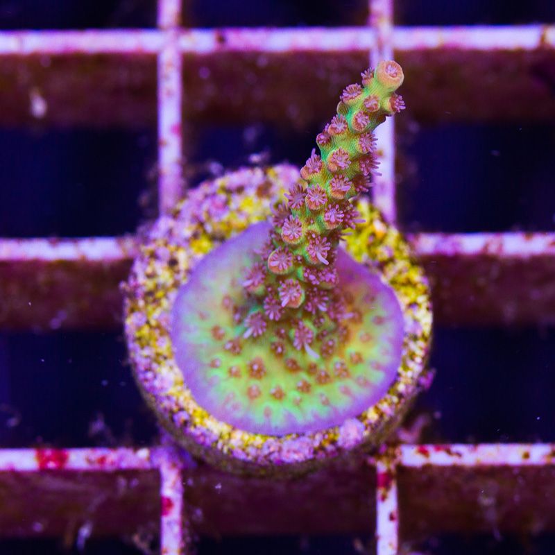 newcoral1359b - 85+ New WYSIWYG Acros at Cherry Corals!